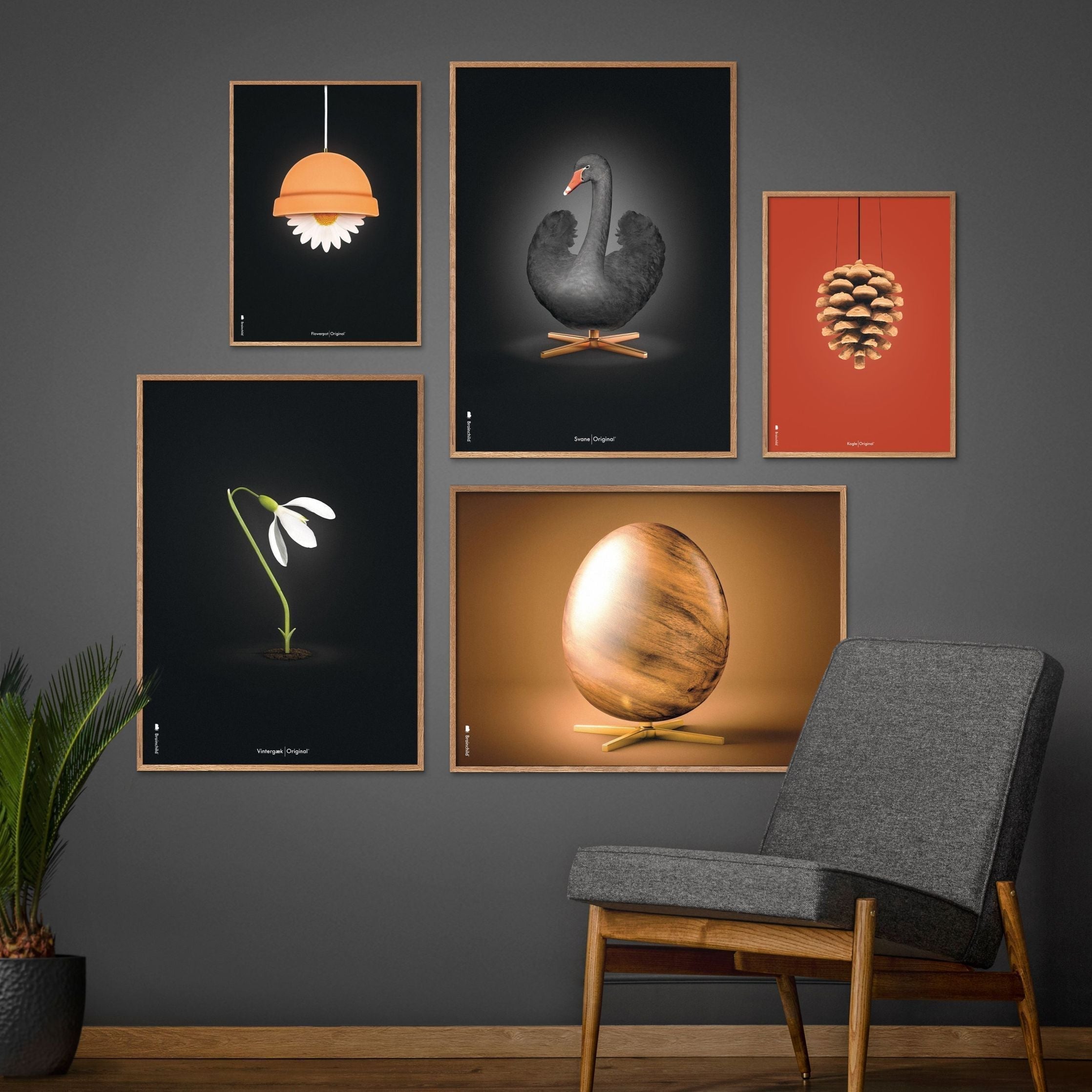 brainchild Eierkruisformaat Poster, frame gemaakt van donker hout 50x70 cm, bruin