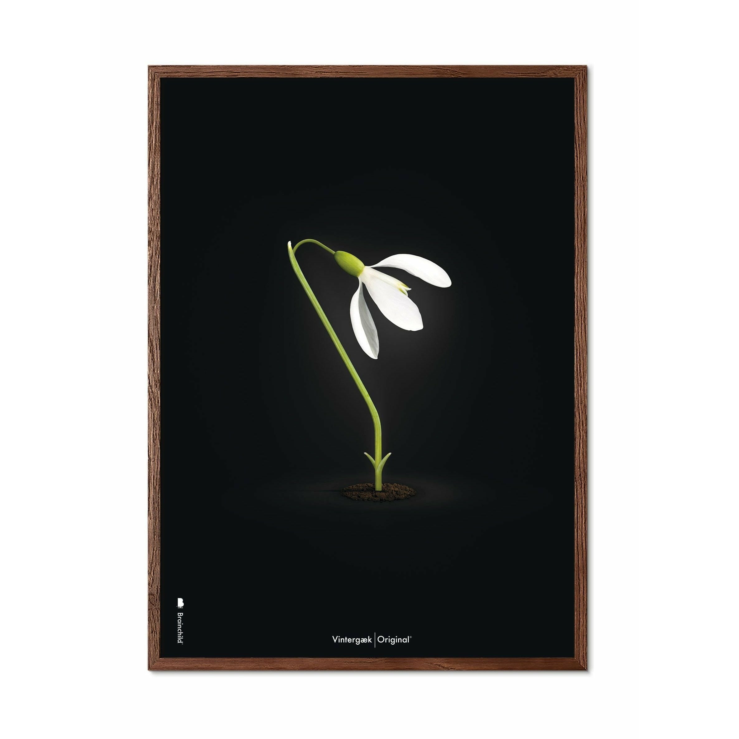 Brainchild Schneeglöckchen Classic Poster, Rahmen aus dunklem Holz 70x100 cm, schwarzer Hintergrund