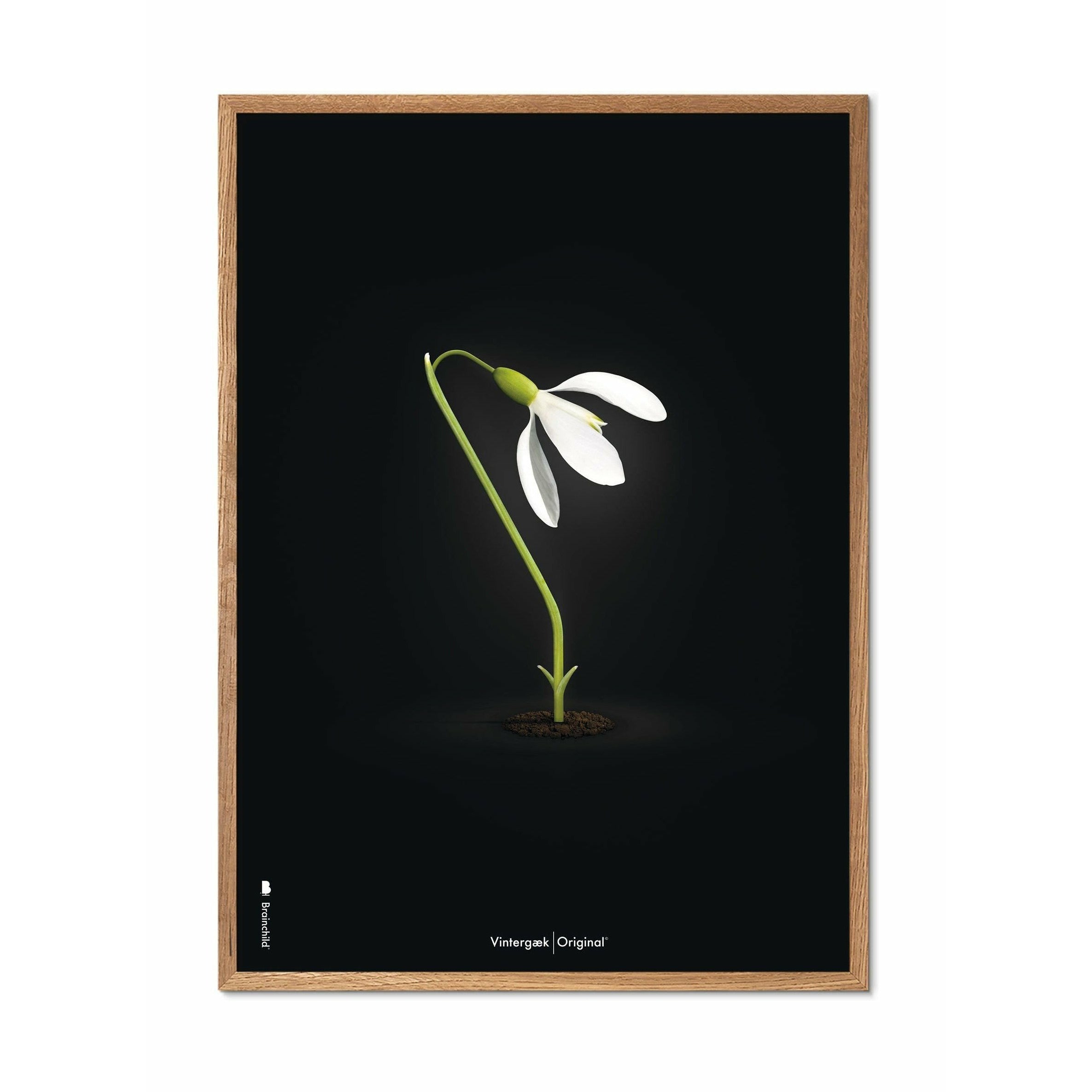 brainchild Snowdrop Classic Poster, frame gemaakt van licht hout 30x40 cm, zwarte achtergrond