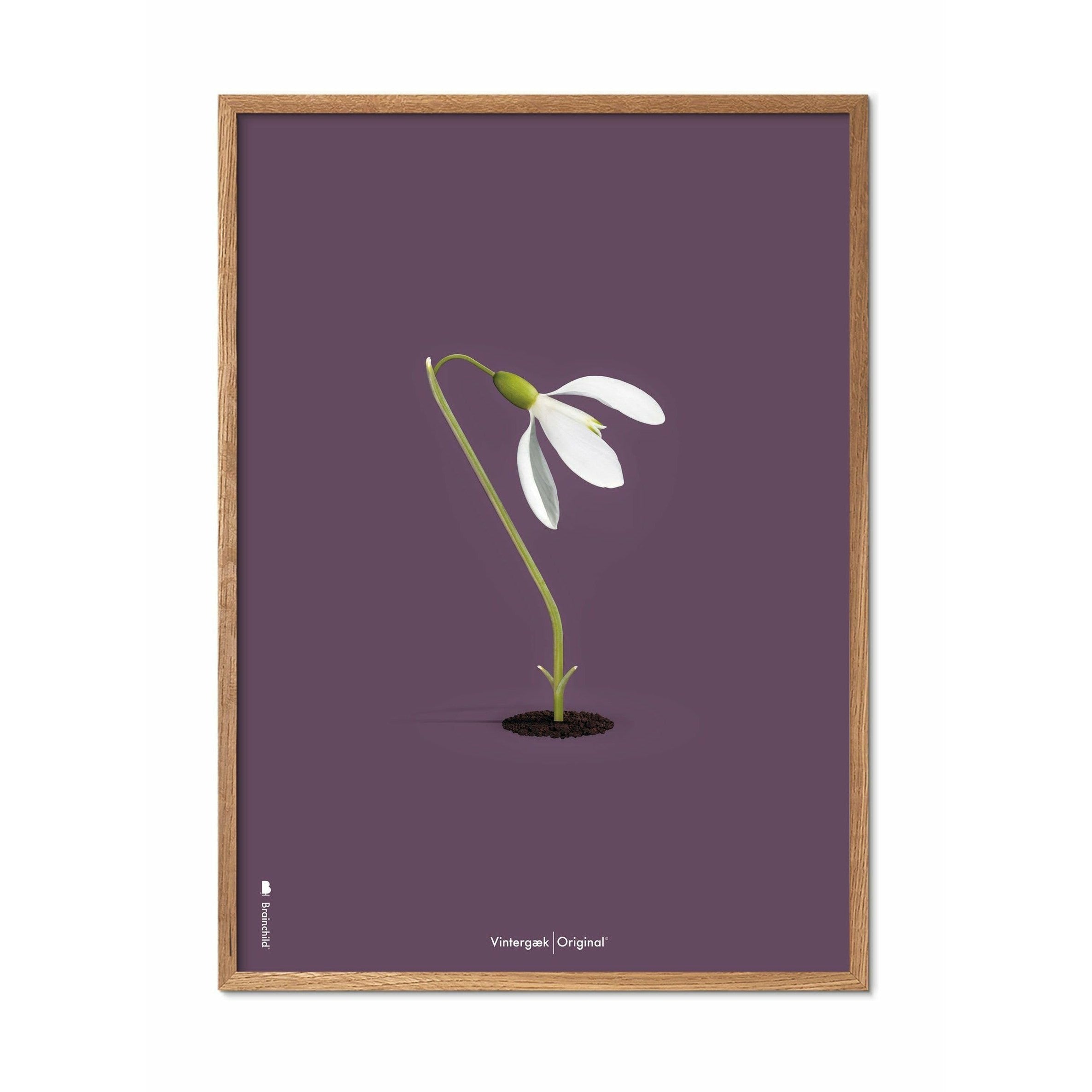 Brainchild Snowdrop Classic Poster, Frame Made Of Light Wood 70x100 Cm, Purple Background