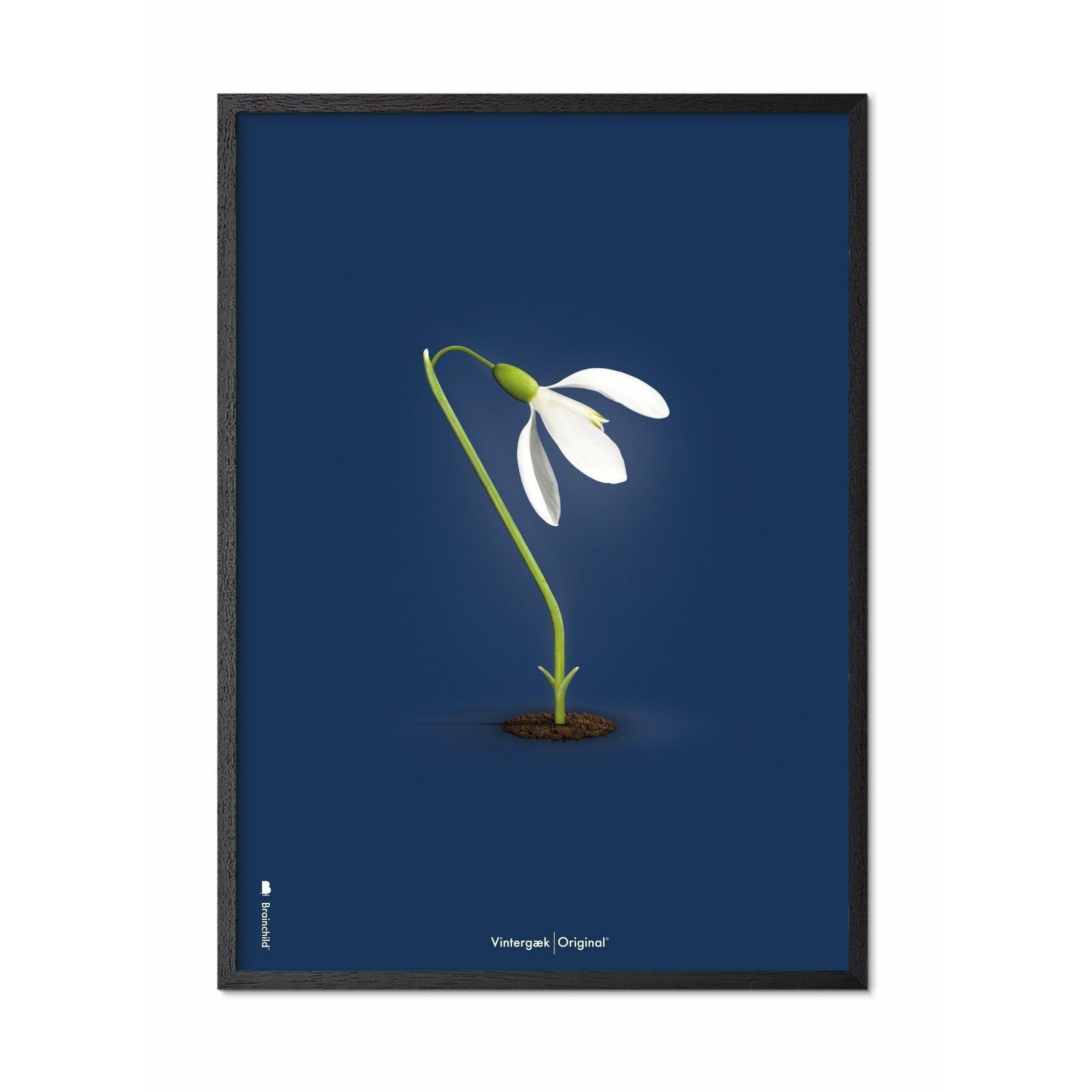 Brainchild Snowdrop Classic Poster, Frame Made Of Black Lacquered Wood 50x70 Cm, Dark Blue Background