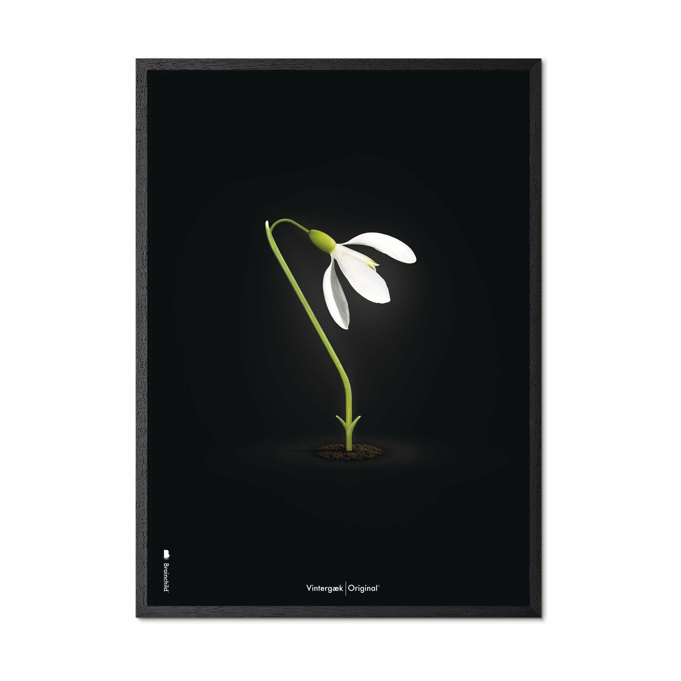 Brainchild Snowdrop Classic Poster, Frame In Black Lacquered Wood 70x100 Cm, Black Background