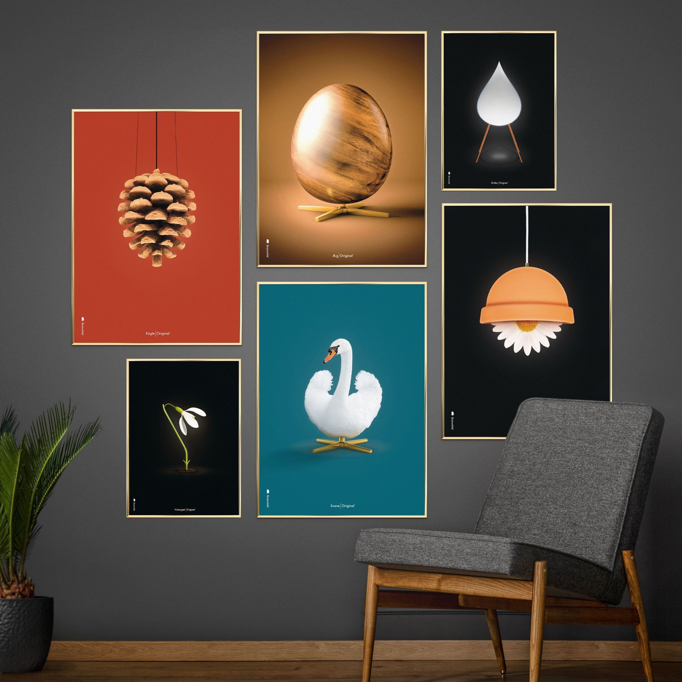 brainchild Swan Classic Poster, donker hout frame 70x100 cm, petroleumblauwe achtergrond