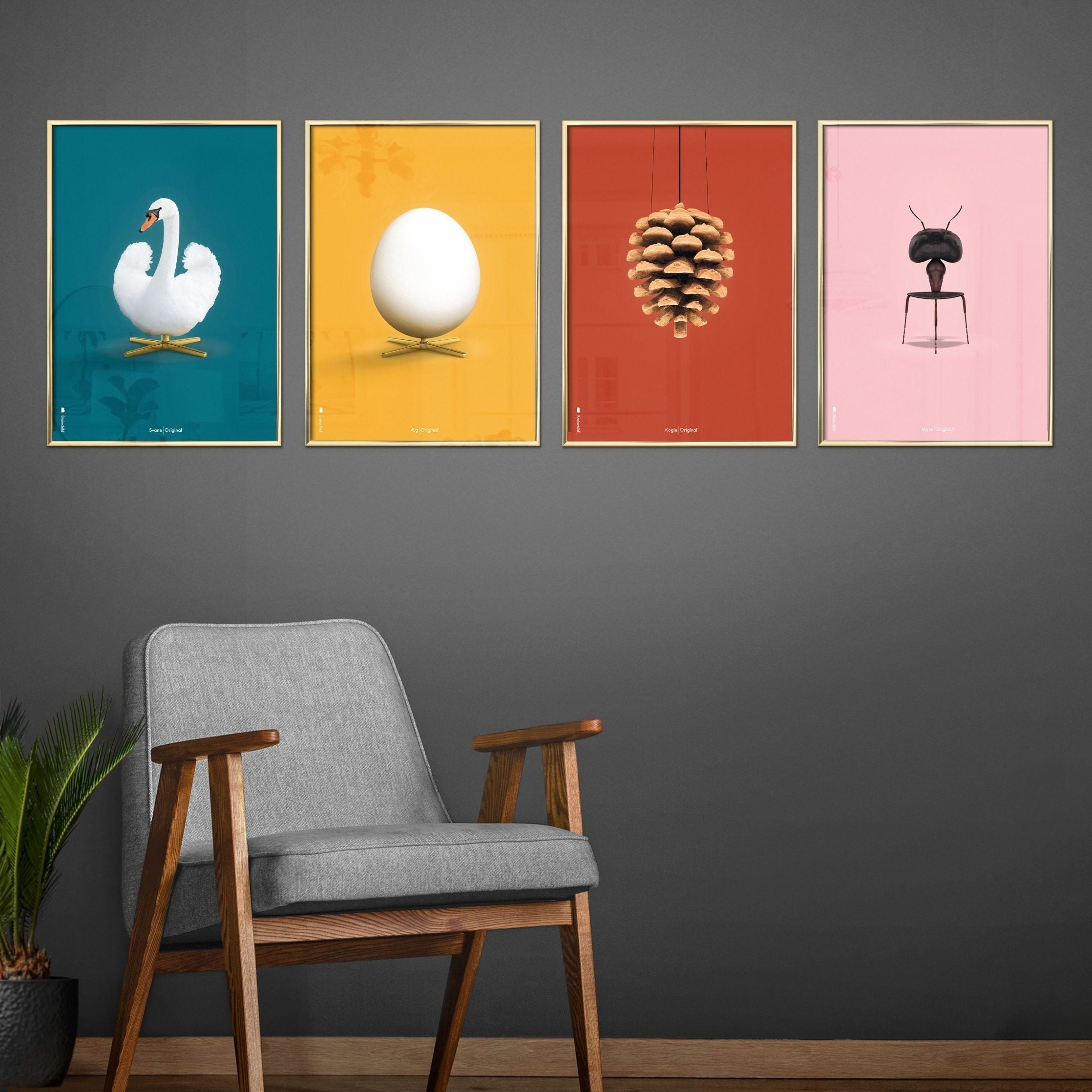 Brainchild Swan Classic Poster, Frame In Black Lacquered Wood 50x70 Cm, Petroleum Blue Background