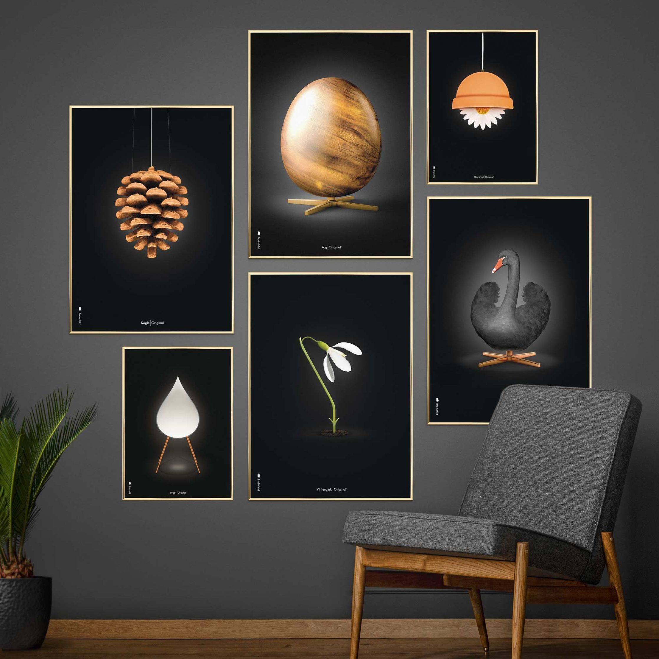 Brainchild Pine Cone Classic Poster, Rahmen aus dunklem Holz 50x70 cm, schwarzer Hintergrund