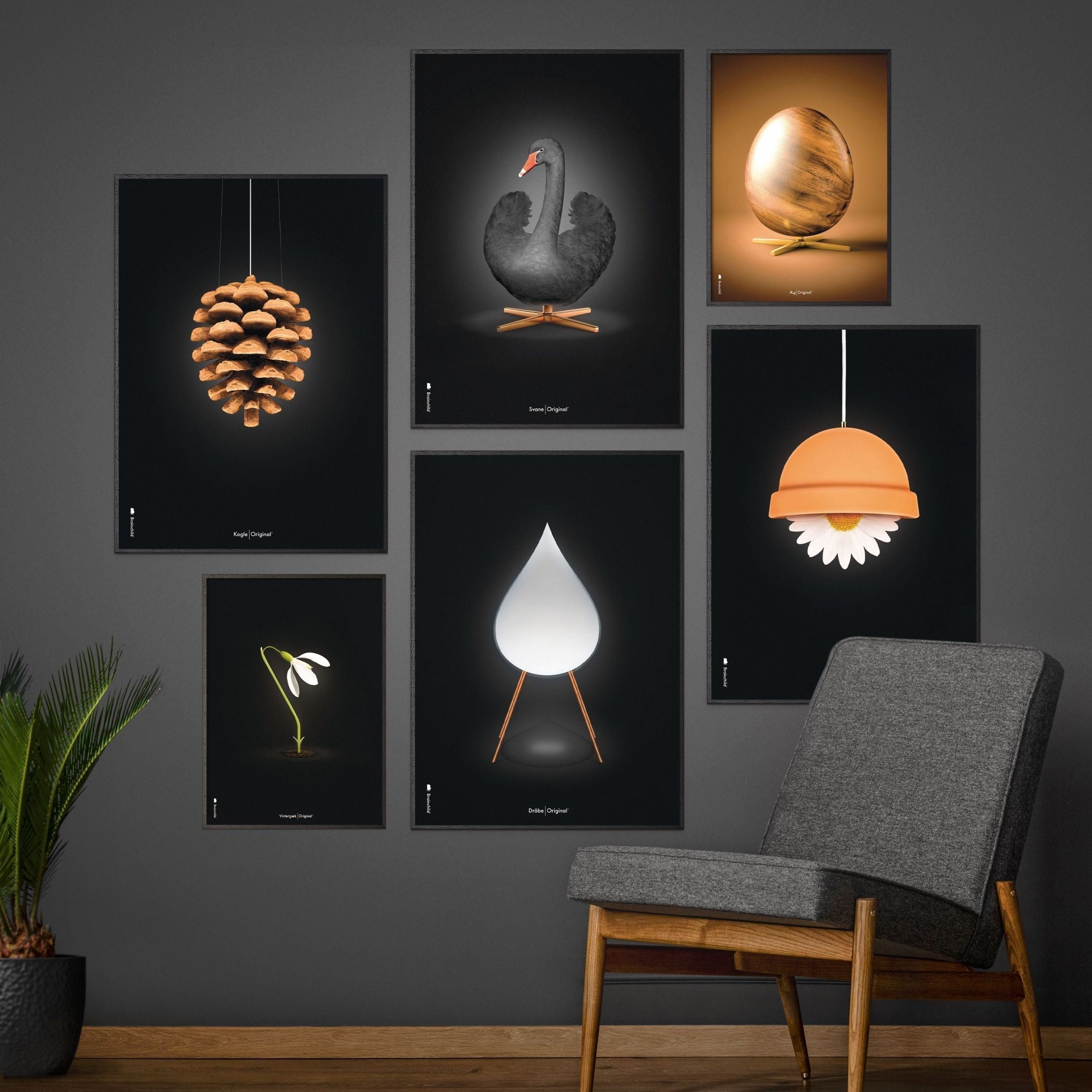 Brainchild Pine Cone Classic Poster, Rahmen aus dunklem Holz 50x70 cm, schwarzer Hintergrund