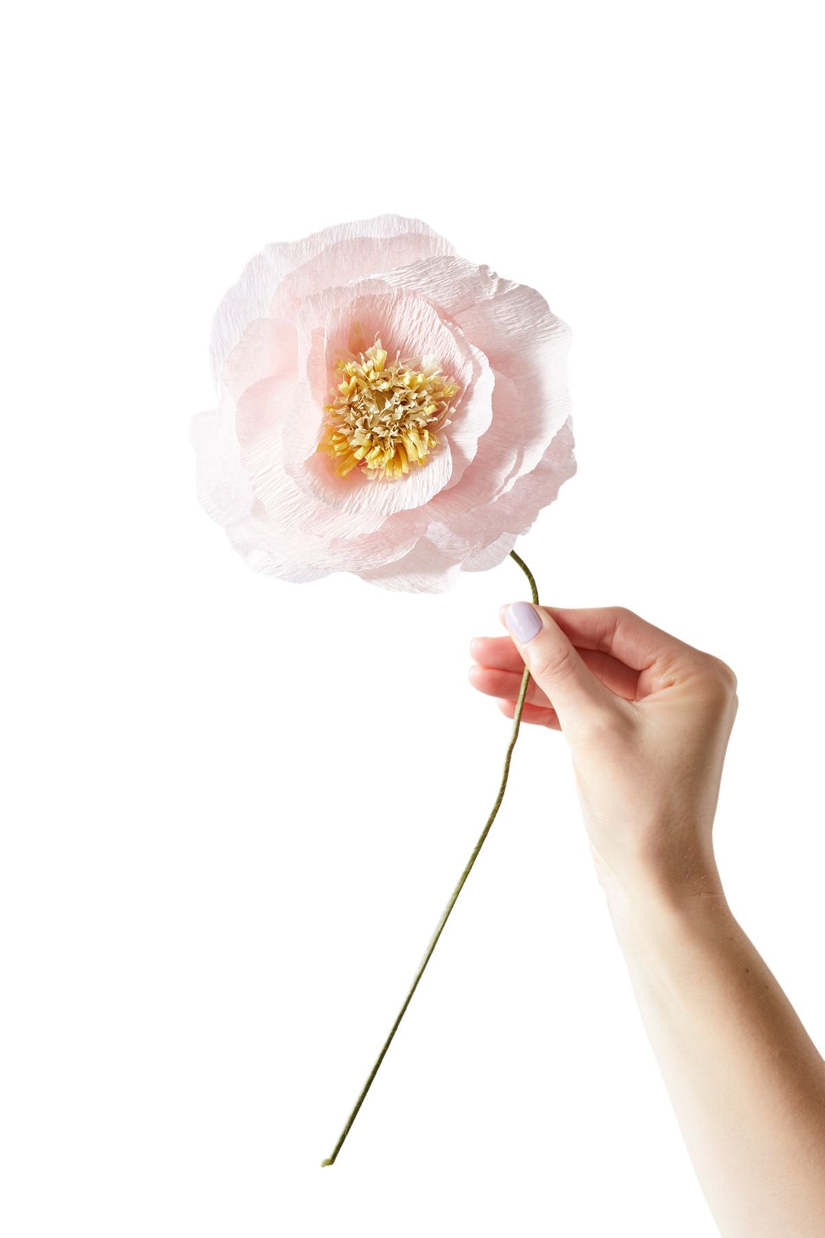 Studio over papieren bloemijs Poppy, Rose
