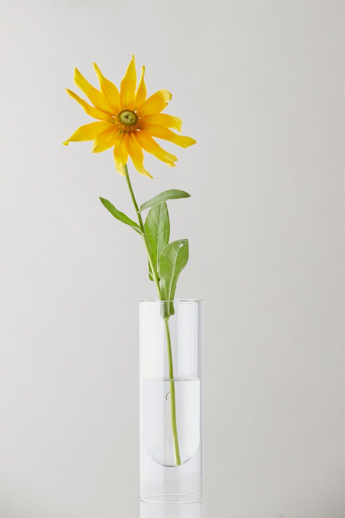 Studio om blomsterrørvase 20 cm, gjennomsiktig