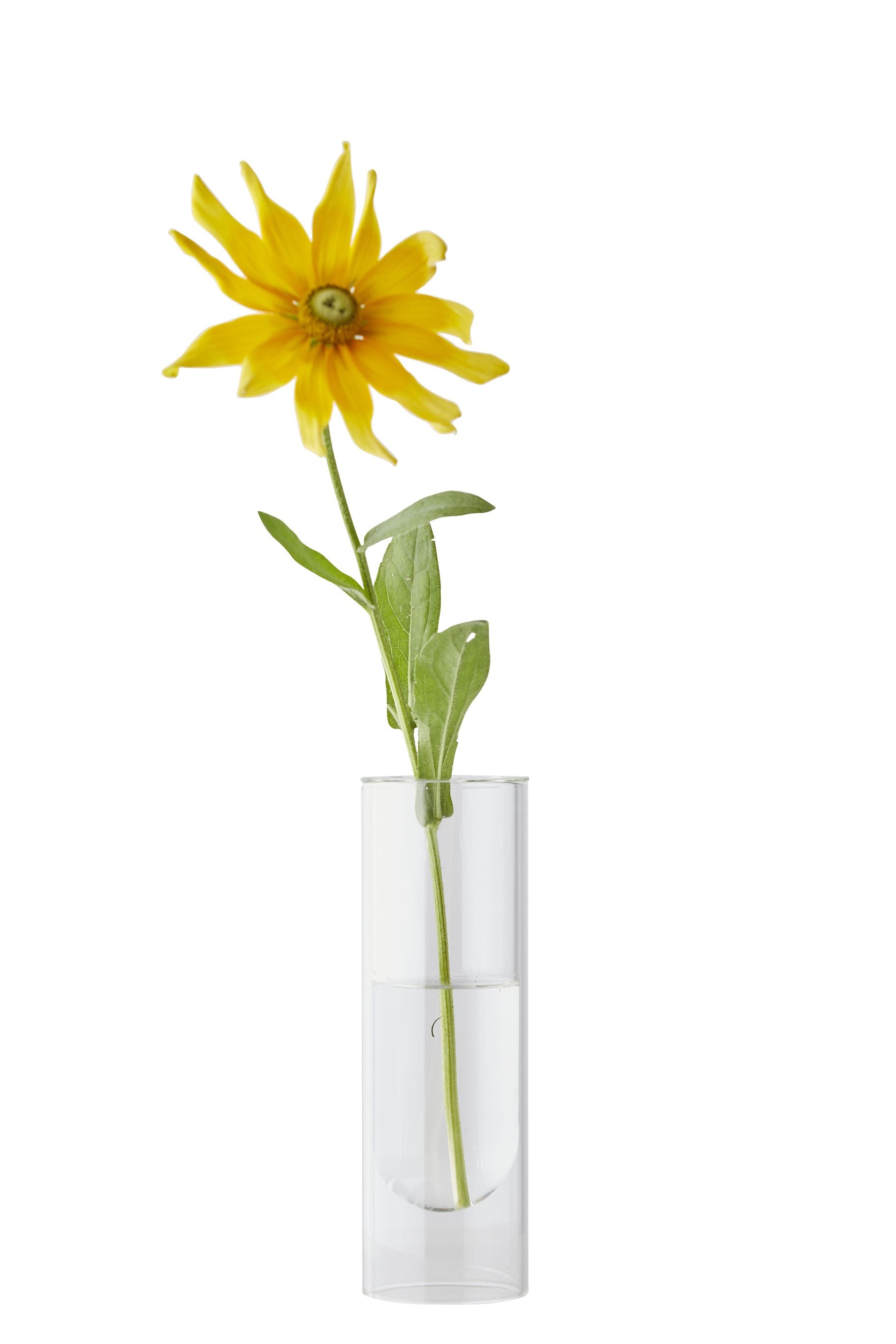 Estudio sobre el jarrón de tubos de flores de 20 cm, transparente