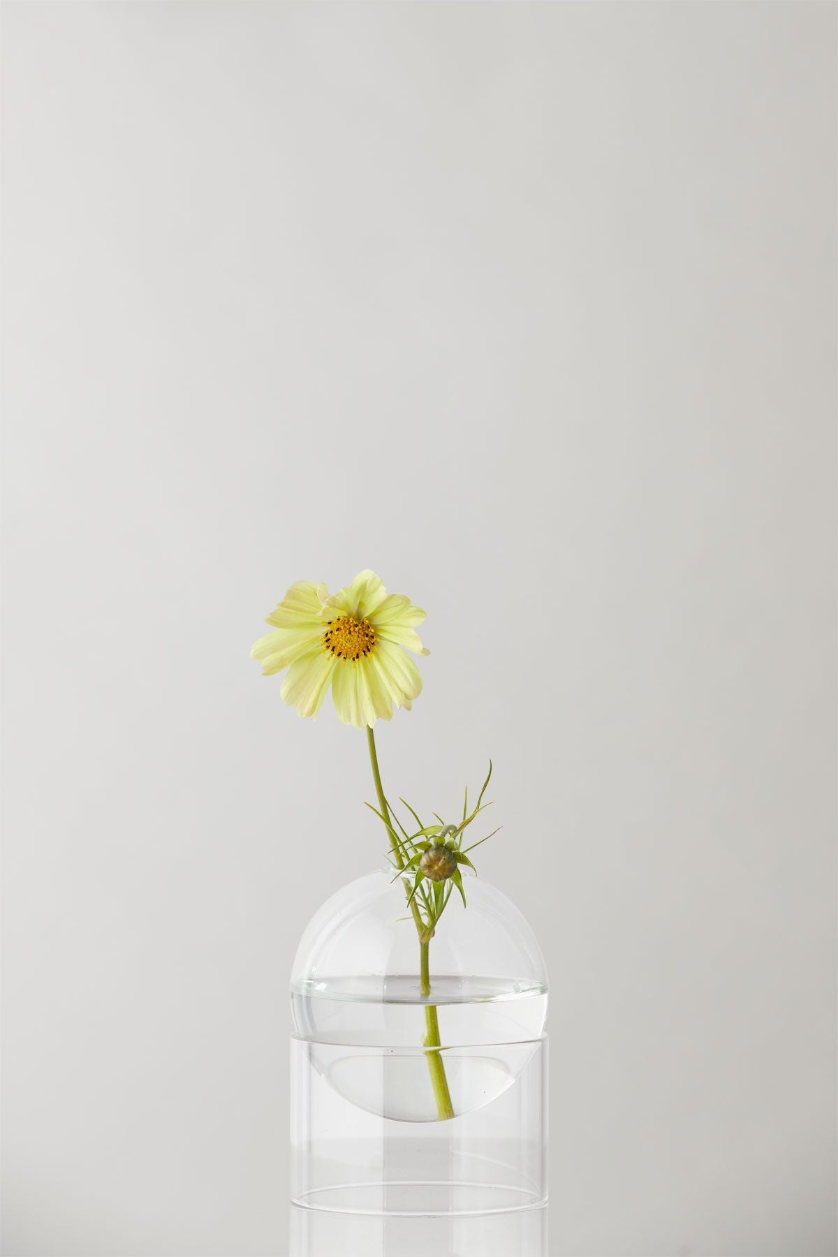 Studio sur le vase de bulles de fleur debout 10 cm, transparent