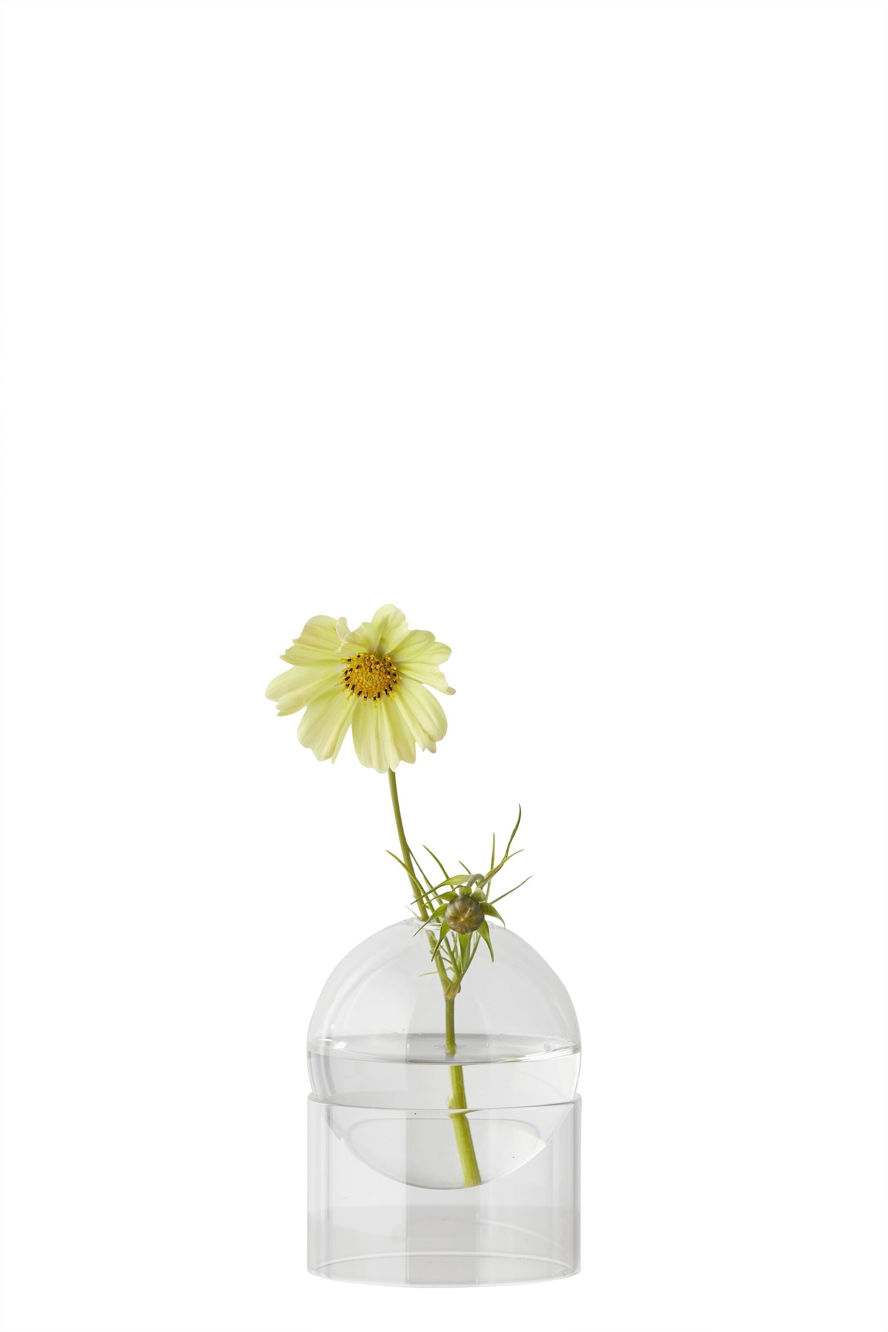 Studio sur le vase de bulles de fleur debout 10 cm, transparent