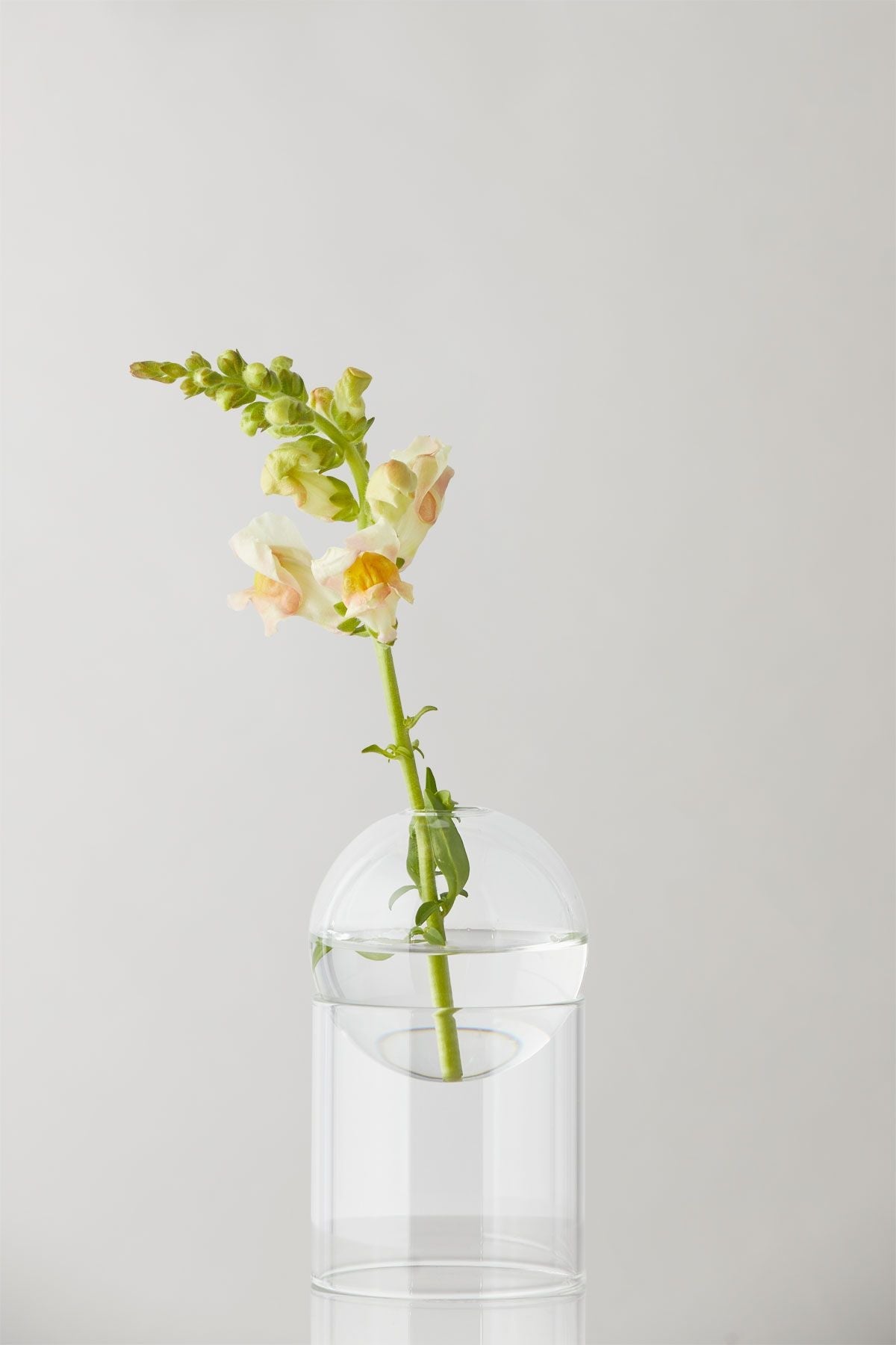 关于站立花气泡花瓶13厘米，透明的工作室
