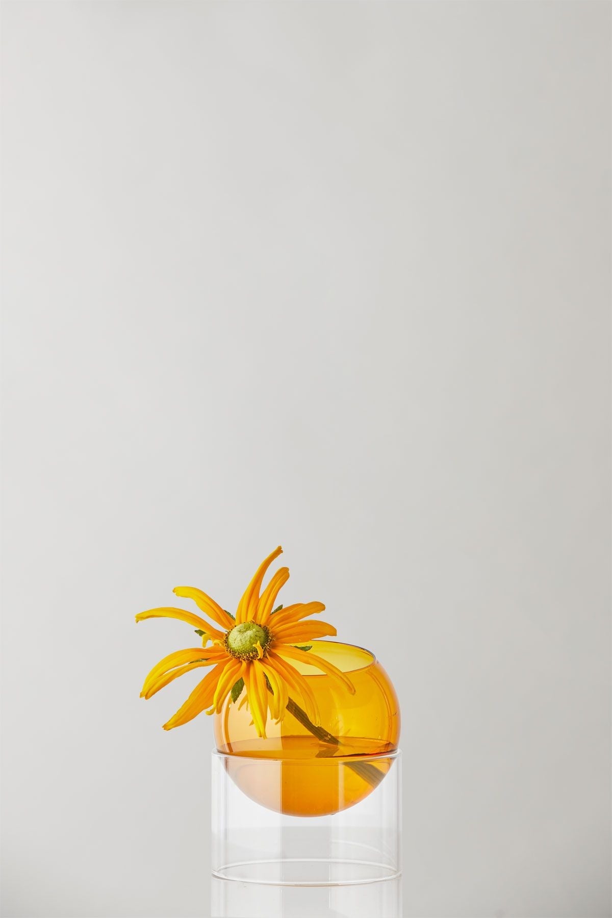 Studio sur le vase à bulles de plantes debout, ambre