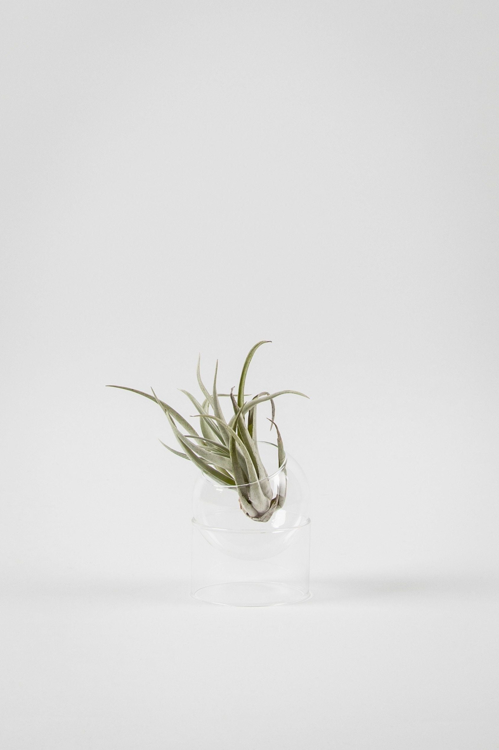 Studio sur le vase à bulles de plantes debout, transparent