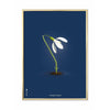  Snowdrop Classic Poster Brass Frame 70 X100 Cm Dark Blue Background