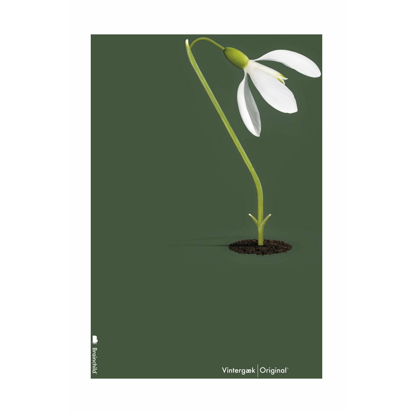 Brainchild Snowdrop Classic -affisch utan ram 30x40 cm, grön bakgrund