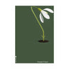 brainchild Snowdrop Classic juliste ilman kehystä 30x40 cm, vihreä tausta
