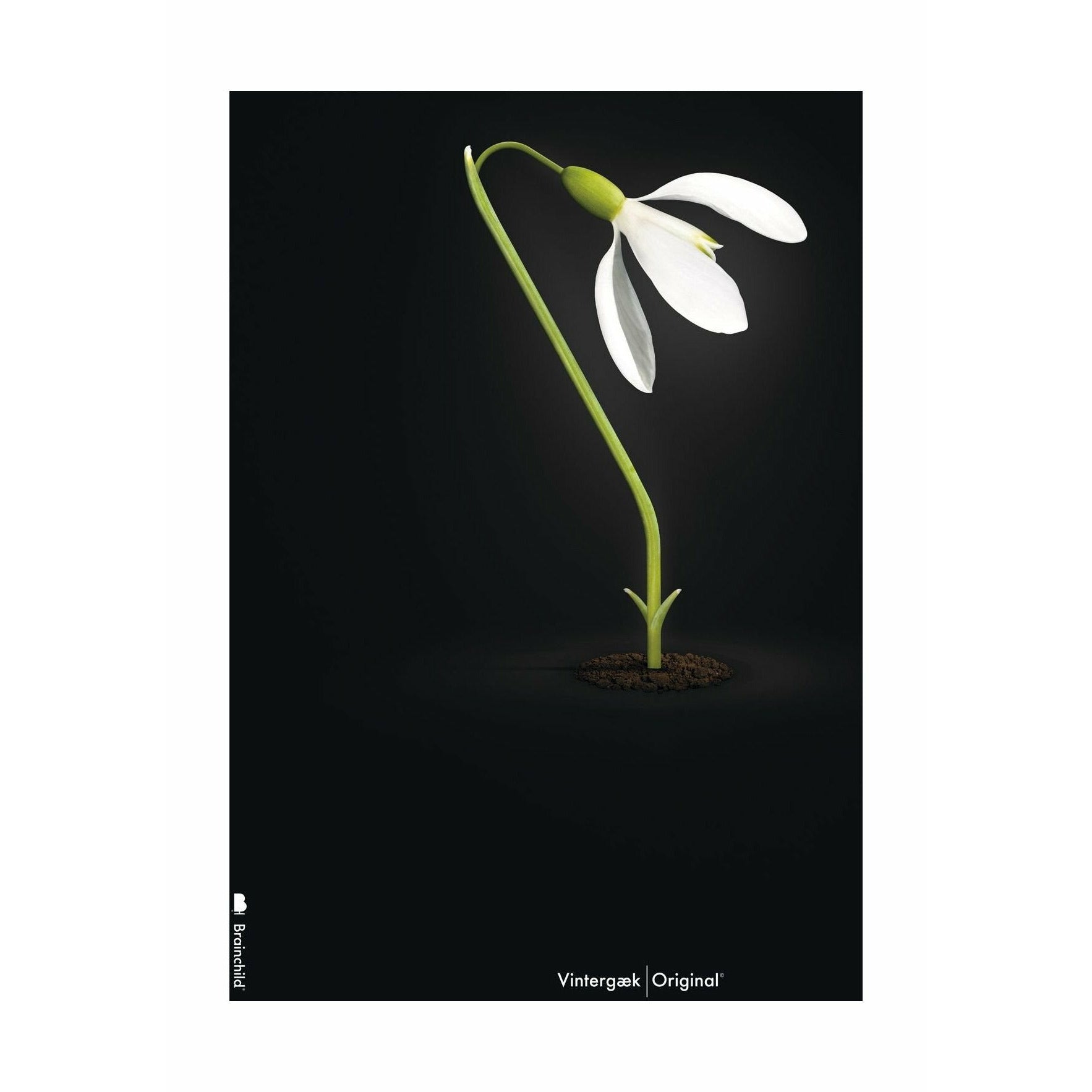 brainchild Snowdrop klassieke poster zonder frame 30x40 cm, zwarte achtergrond