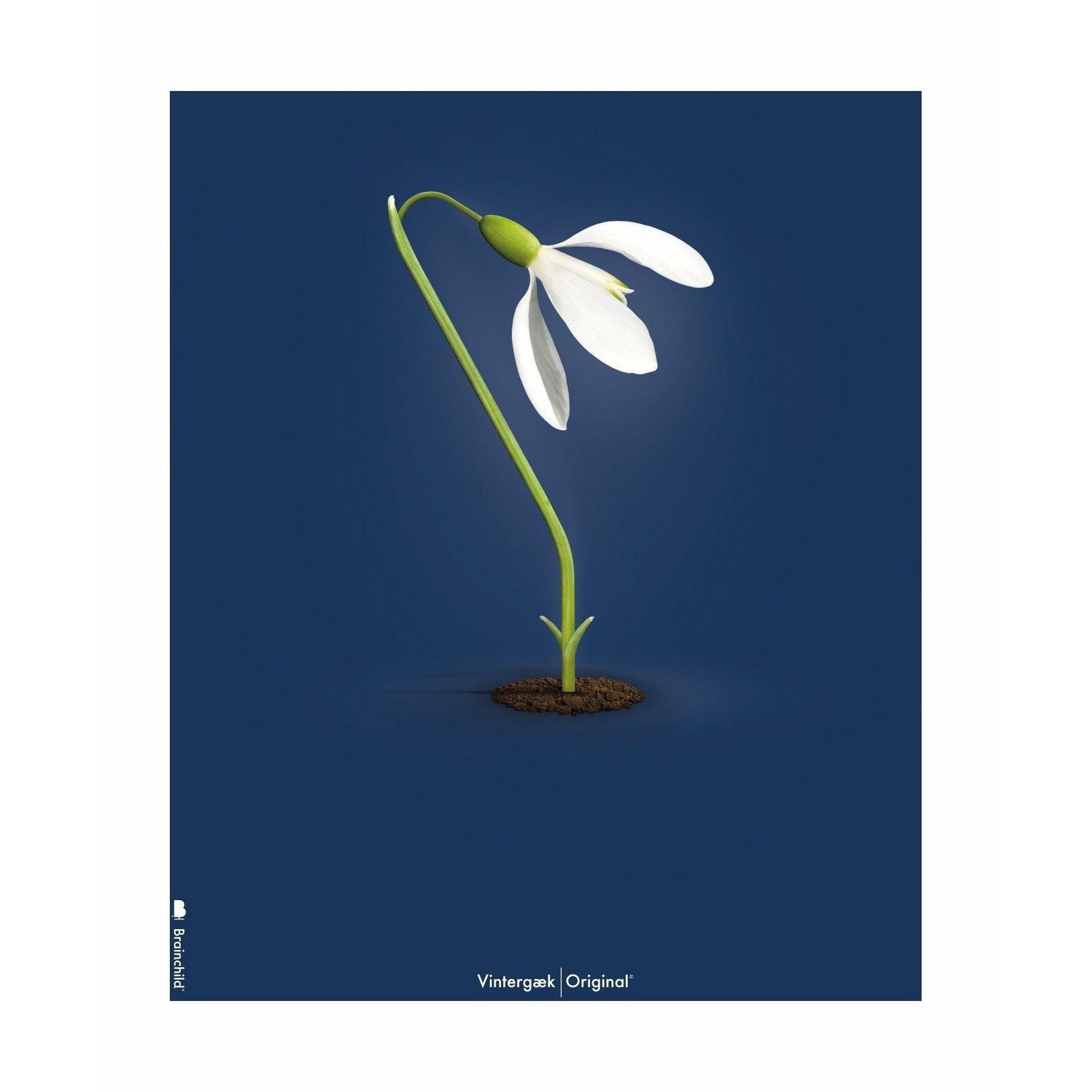 brainchild Snowdrop klassieke poster zonder frame 50x70 cm, donkerblauwe achtergrond