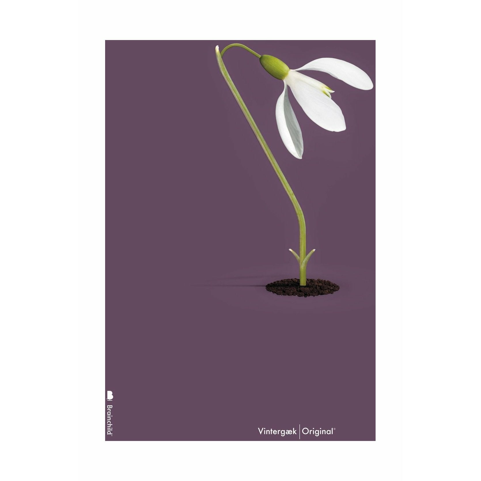 brainchild Affiche classique de Snowdrop sans cadre 50x70 cm, fond violet