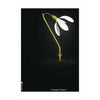  Snowdrop Classic Poster Without Frame 50x70 Cm Black Background