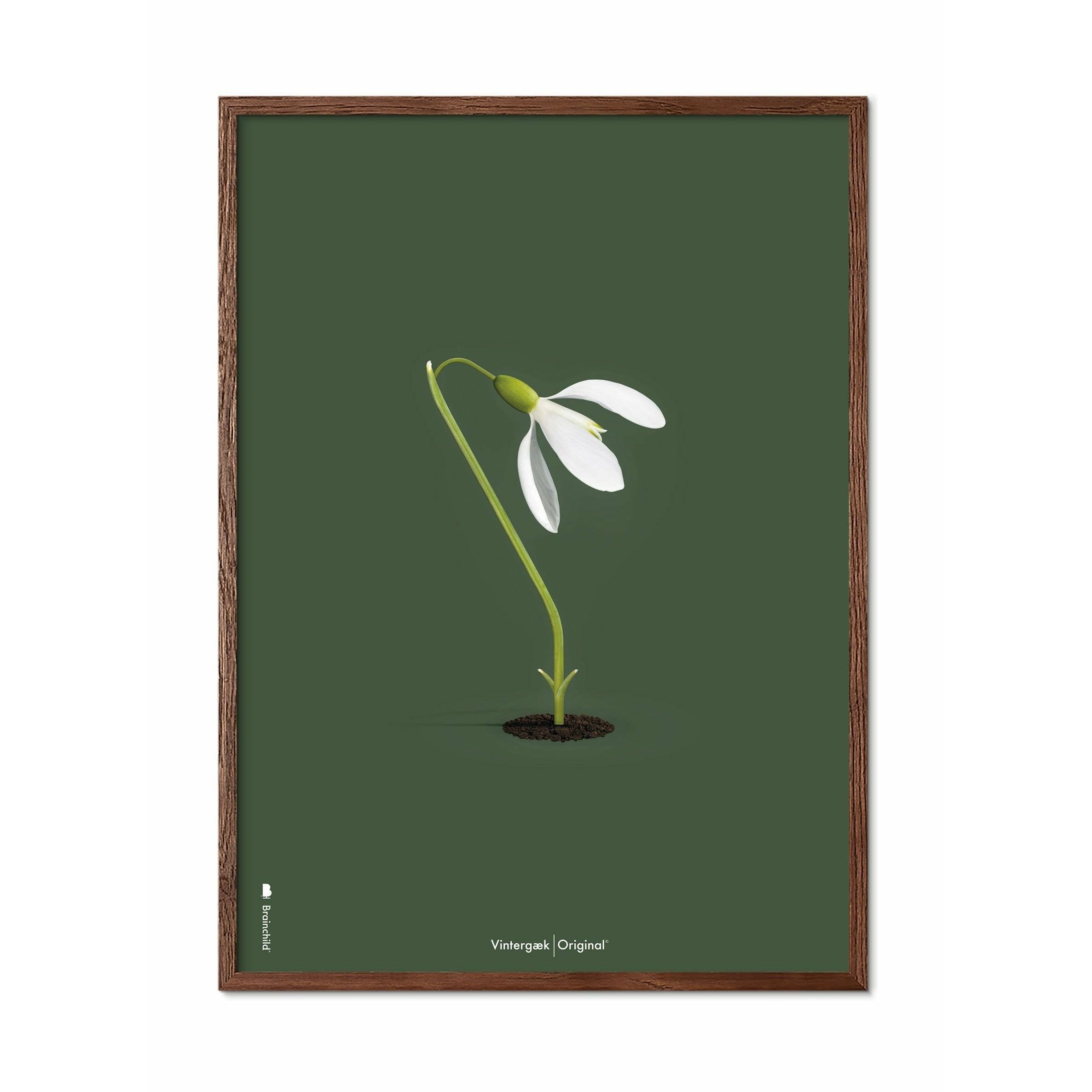 brainchild Snowdrop Classic Poster, frame gemaakt van donker hout 30x40 cm, groene achtergrond