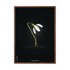  Snowdrop Classic Poster Frame Made Of Dark Wood 50x70 Cm Black Background
