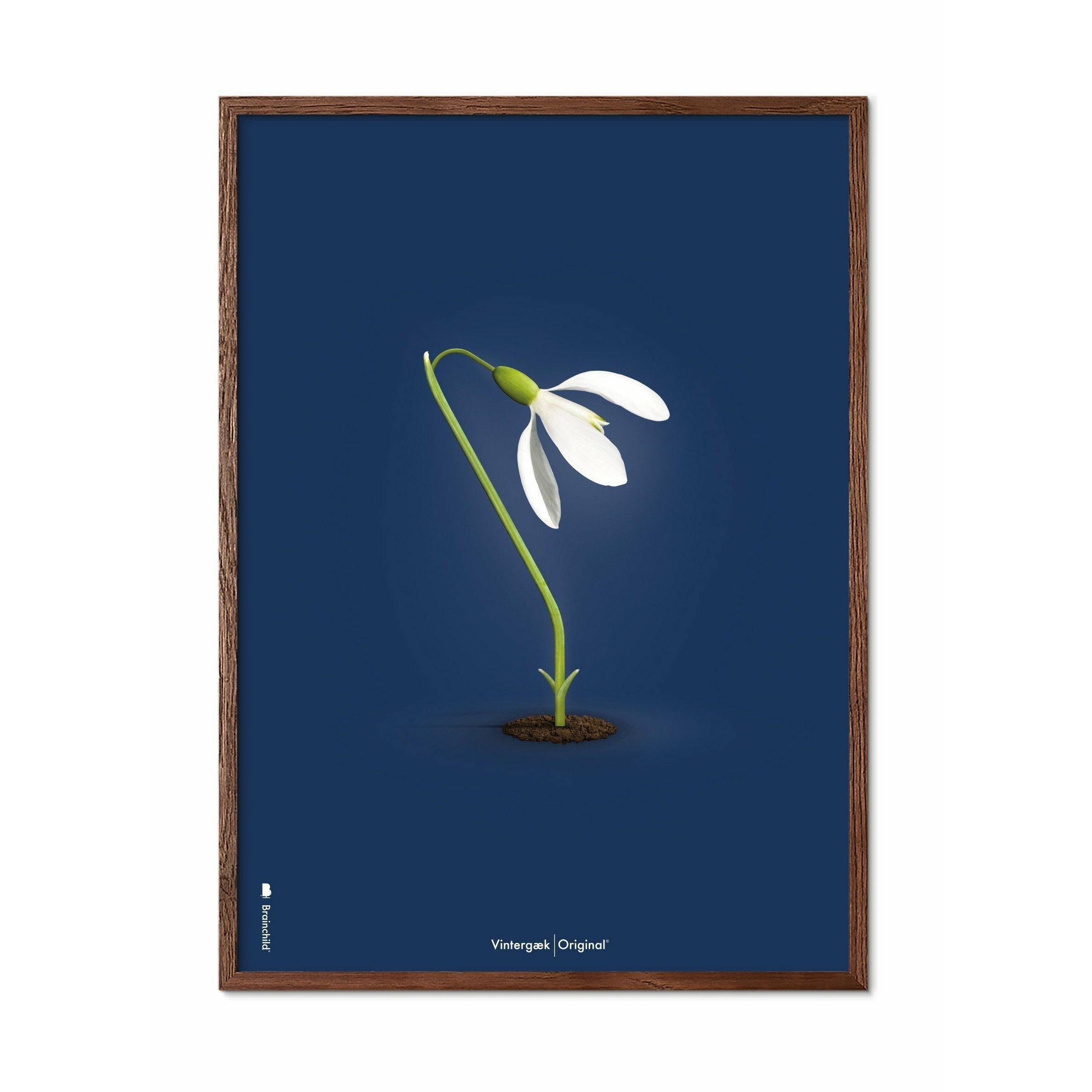 brainchild Snowdrop Classic Poster, frame gemaakt van donker hout 70x100 cm, donkerblauwe achtergrond