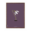  Snowdrop Classic Poster Frame Made Of Dark Wood 70x100 Cm Purple Background