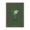  Snowdrop Classic Poster Dark Wood Frame A5 Green Background