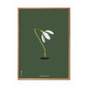 brainchild Snowdrop klassieke poster, frame gemaakt van licht hout 50x70 cm, groene achtergrond