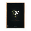  Snowdrop Classic Poster Frame Made Of Light Wood 50x70 Cm Black Background