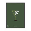 brainchild Snowdrop Classic juliste, runko mustalla lakattuun puuhun 30x40 cm, vihreä tausta