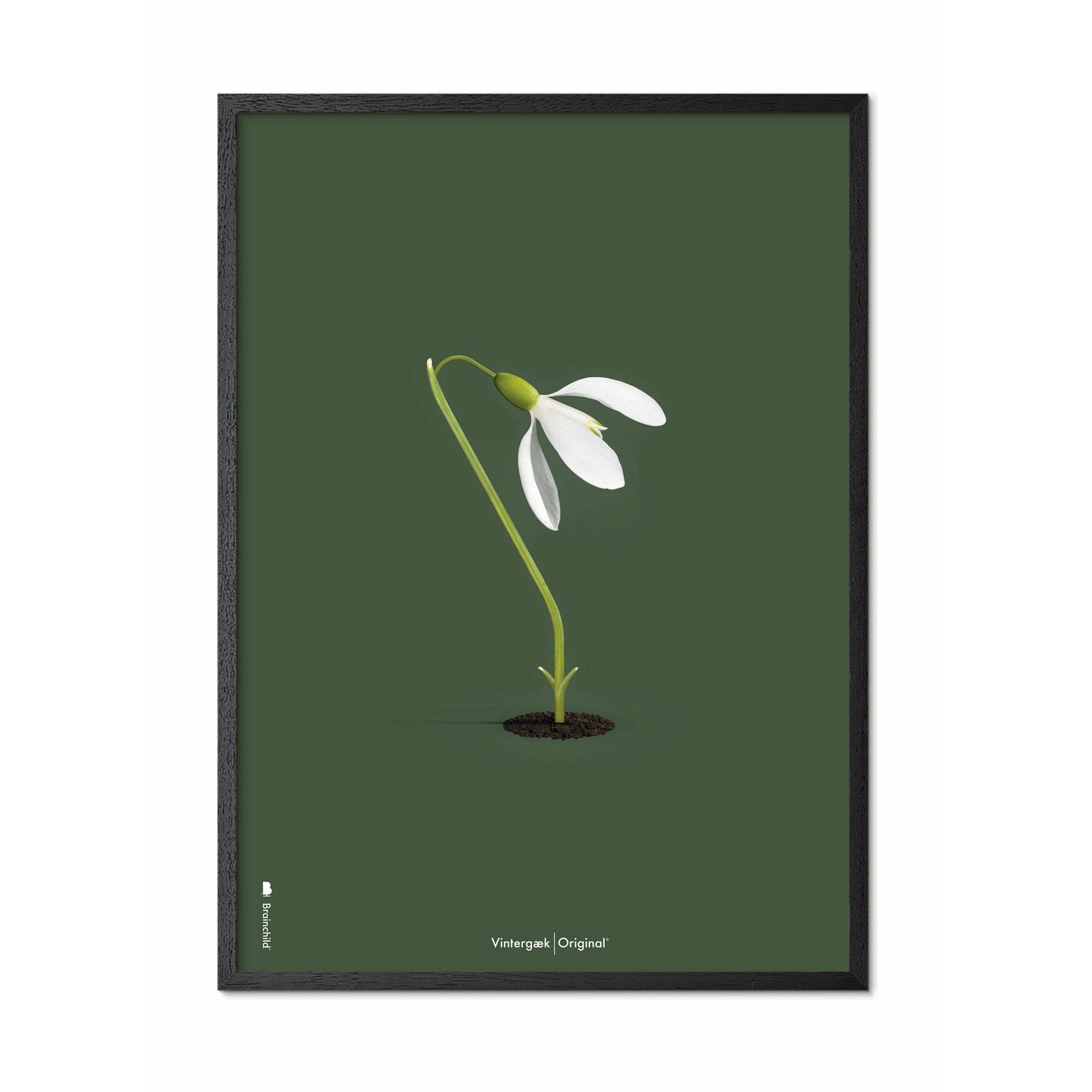 Brainchild Snowdrop Classic -affisch, ram i svart lackerat trä A5, grön bakgrund