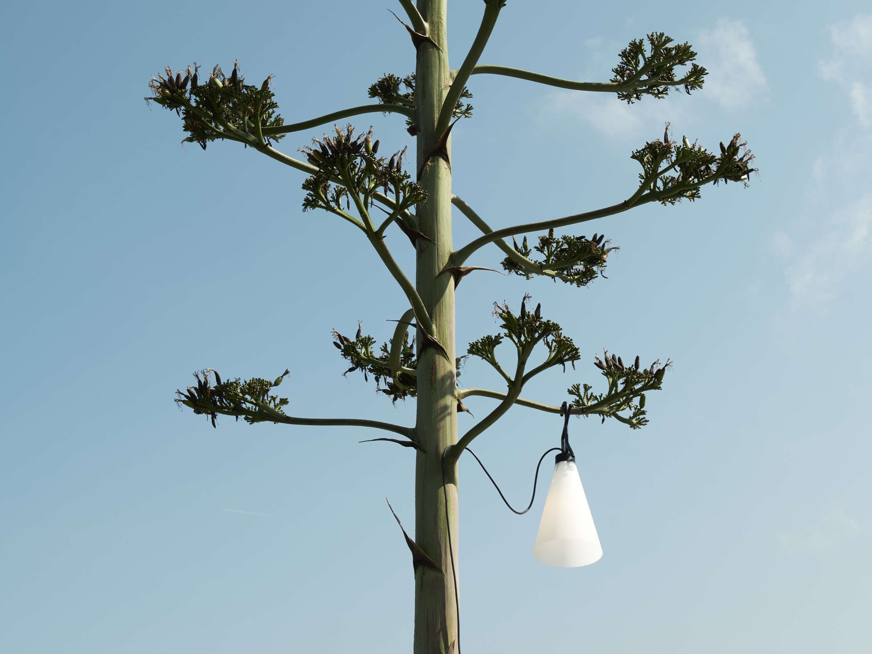 Flos Mayday Outdoor All -Purpose -lamp, bladgroen